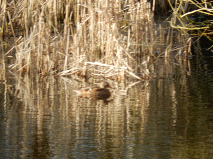 Reflections in water of reeds and a duck